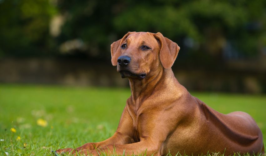 Top 10 General Tips for Preventing Illness in All Dog Breeds: A Complete Guide to Dog Health Care