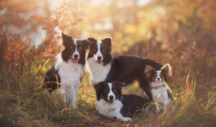 Managing Common Health Problems and Care for Your Austrian Black and Tan Hound